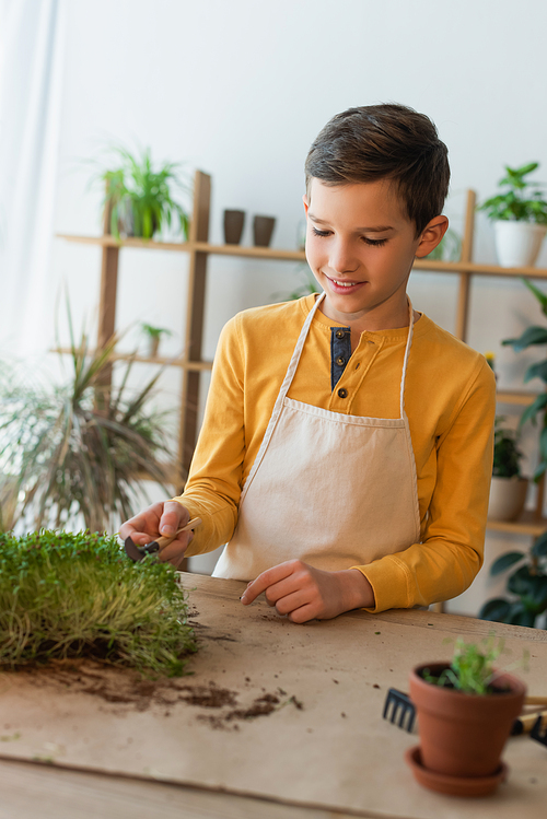 Smiling boy in apron holding gardening shovel near microgreen on table at home