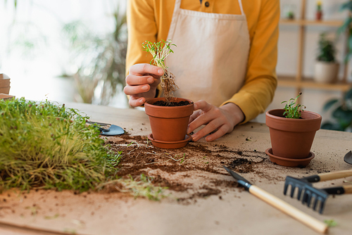 Cropped view of boy holding microgreen near flowerpot with soil at home