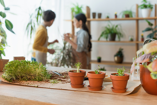 Flowerpots and microgreen on table near blurred kids at home