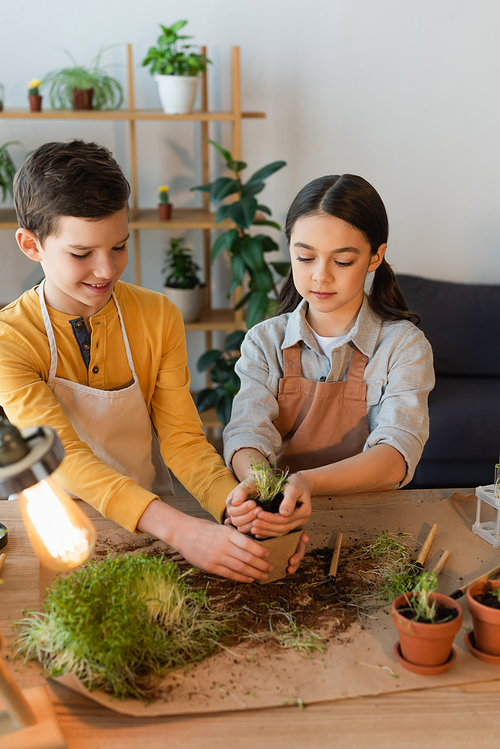 Positive boy holding flowerpot near friend with soil and microgreen at home