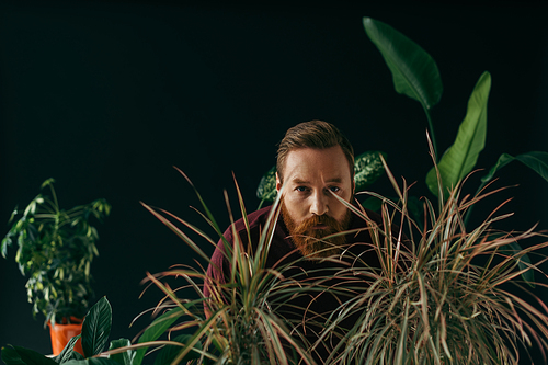 Bearded man in jumper looking at camera near tropical plants isolated on black