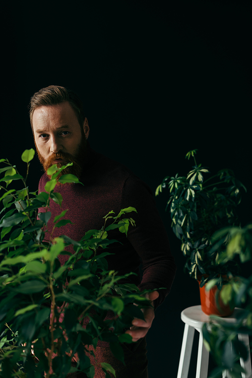 Stylish bearded man touching plants and looking at camera isolated on black