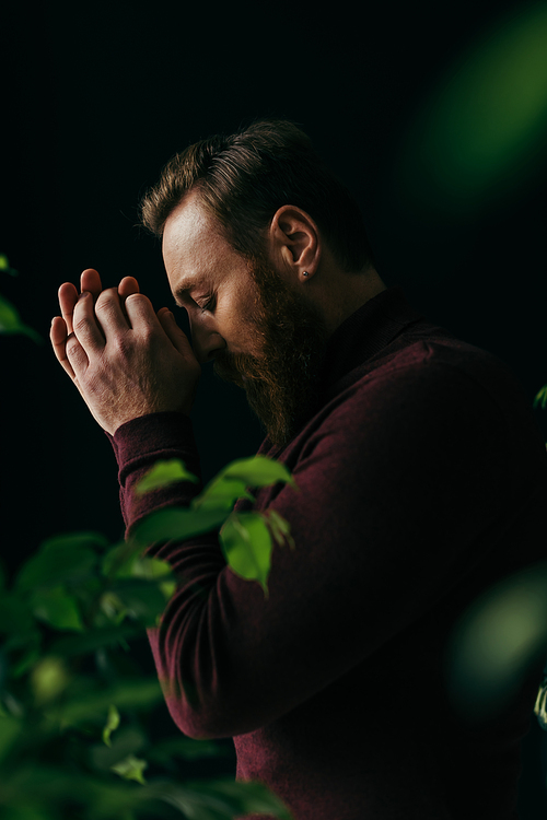 Side view of bearded man in burgundy jumper posing near green plants isolated on black