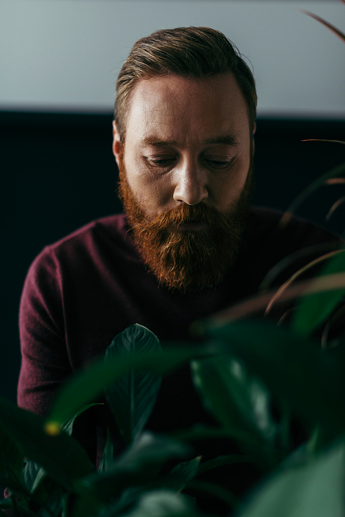 Portrait of bearded model in sweater standing near plants on black background