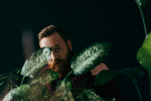 Bearded man looking at camera near blurred plants isolated on black