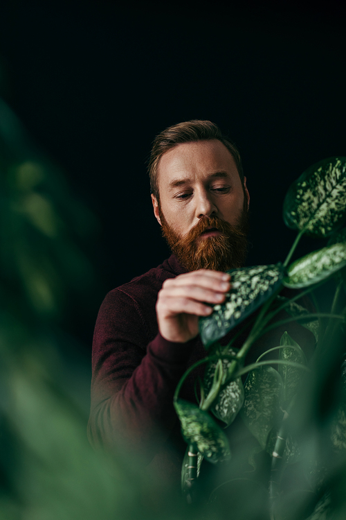 Bearded man in jumper touching leaf of tropical plant isolated on black
