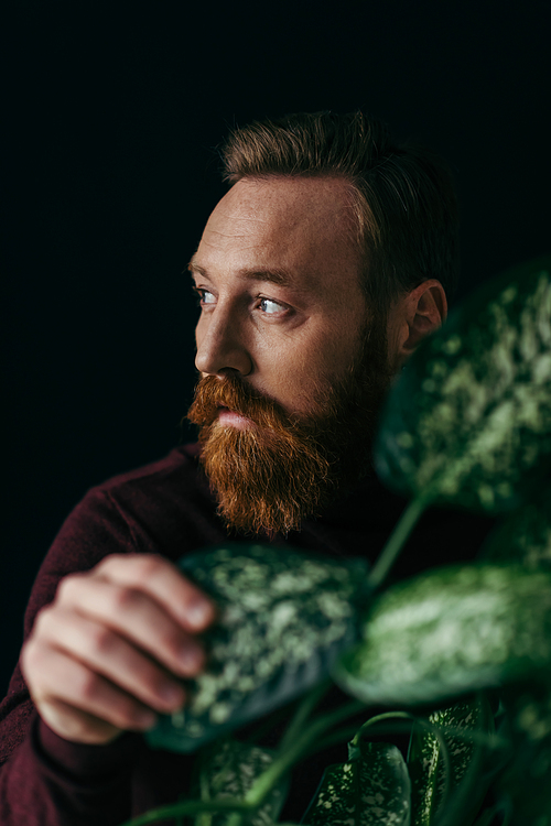 Bearded man in jumper touching blurred plant and looking away isolated on black