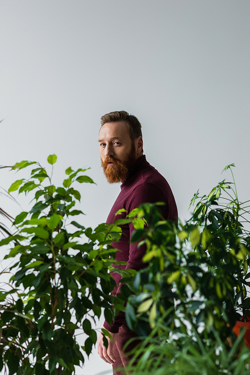 Bearded man looking at camera near green plants with blurred leaves isolated on grey