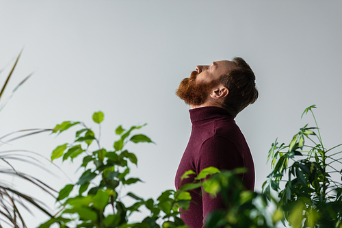 Side view of bearded model in turtleneck standing behind plants isolated on grey