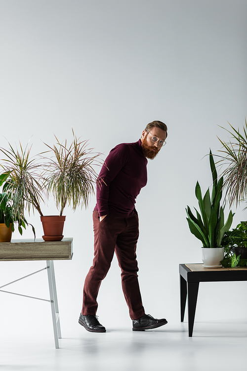 full length of bearded man in eyeglasses standing with hands in pockets near different plants in flowerpots on grey