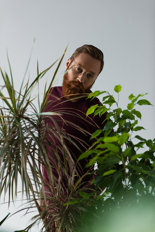 bearded man in eyeglasses standing and looking at camera near green plants on grey