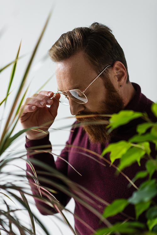 bearded man adjusting eyeglasses near green plants on blurred foreground on grey