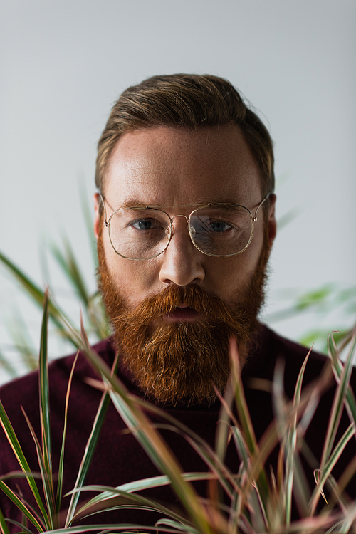 bearded man in eyeglasses looking at camera near blurred plant on blurred foreground on grey