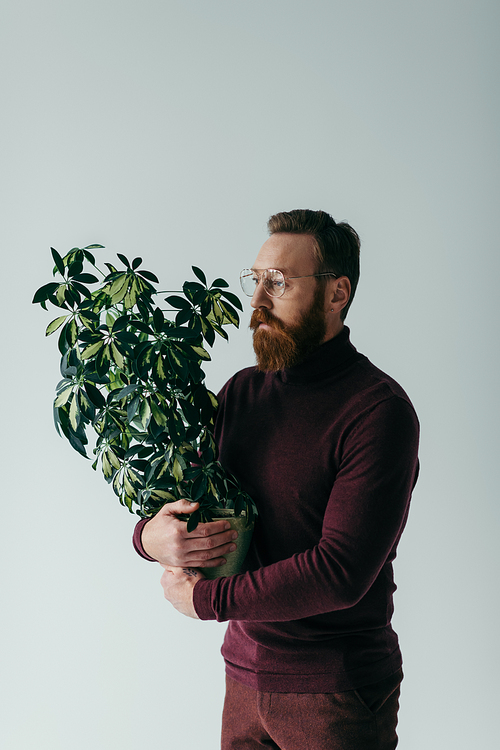 bearded man in eyeglasses holding green plant in flowerpot isolated on grey