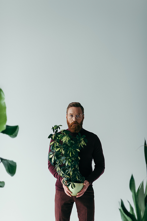 bearded man in eyeglasses holding green plant in flowerpot and looking at camera isolated on grey