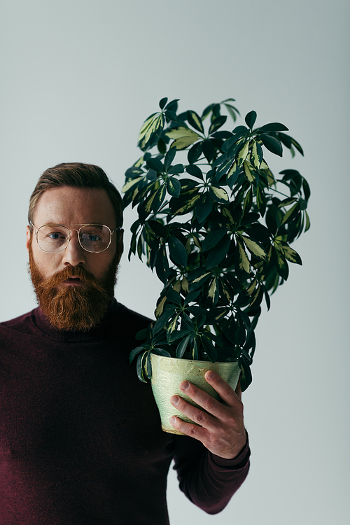 bearded man in eyeglasses holding plant with green leaves in flowerpot isolated on grey