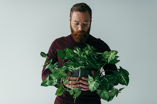 bearded man in eyeglasses looking at plant with green leaves isolated on grey
