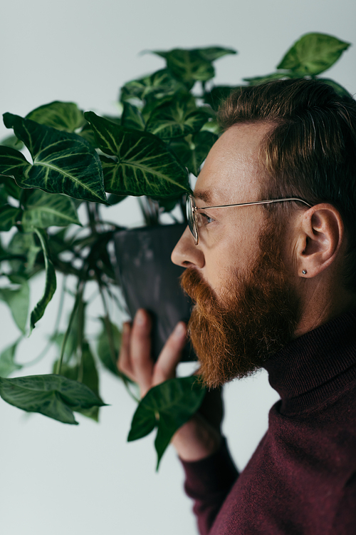 side view of bearded man in eyeglasses holding green plant in flowerpot isolated on grey