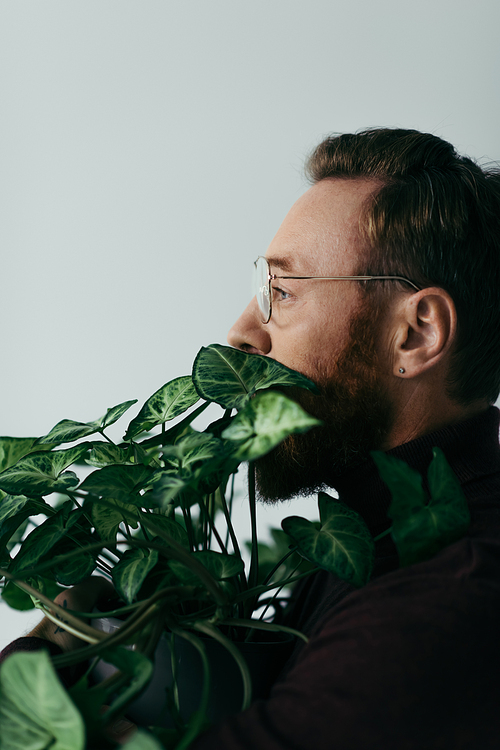 side view of bearded man in eyeglasses near plant with green leaves isolated on grey