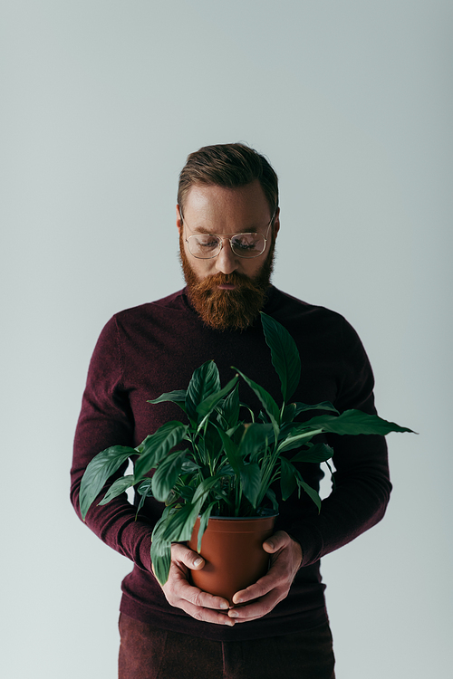 bearded man in eyeglasses and burgundy color turtleneck looking at green plant in flowerpot isolated on grey