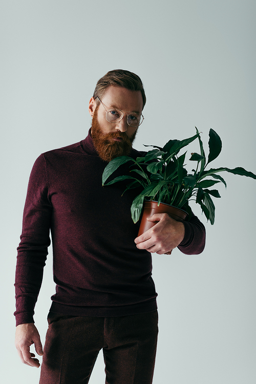 bearded man in eyeglasses and burgundy color turtleneck holding plant in flowerpot isolated on grey