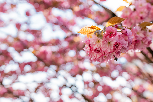 blooming flowers on pink cherry tree with blurred background