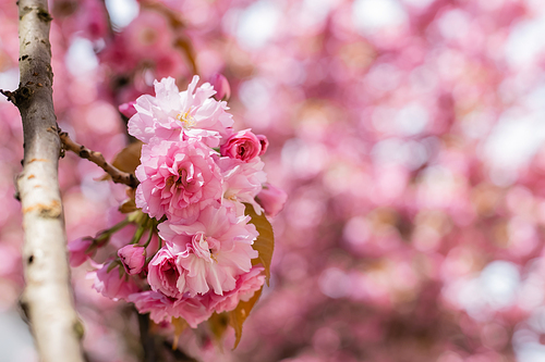 close up of blooming pink flowers on branch of cherry tree