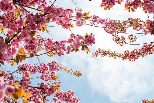 bottom view of blooming pink flowers on branches of cherry tree against sky