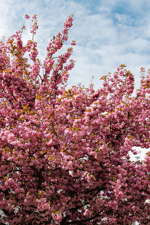 pink flowers on branches of blooming cherry tree against sky