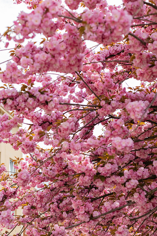 pink flowers on branches of blooming japanese cherry tree