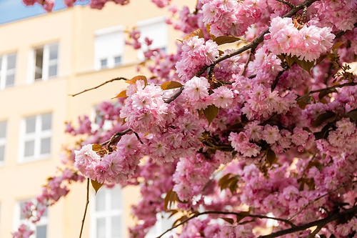 blooming pink flowers on branches of cherry tree against blurred building