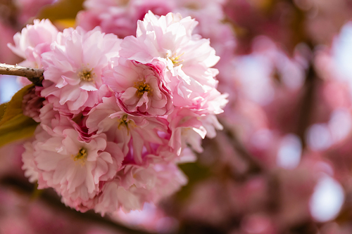 macro photo of blossoming pink flowers of cherry tree