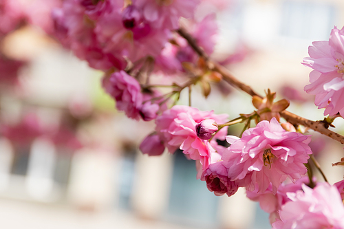 macro photo of blooming pink flowers on branch of cherry tree