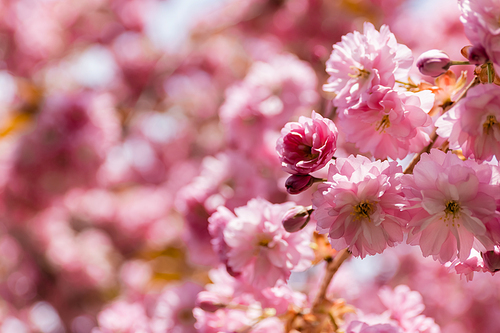 macro photo of pink flowers on branch of blooming cherry tree