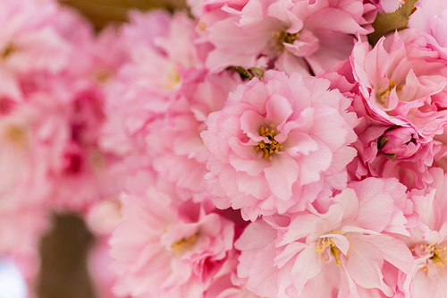 close up view of blossoming pink flowers of cherry tree