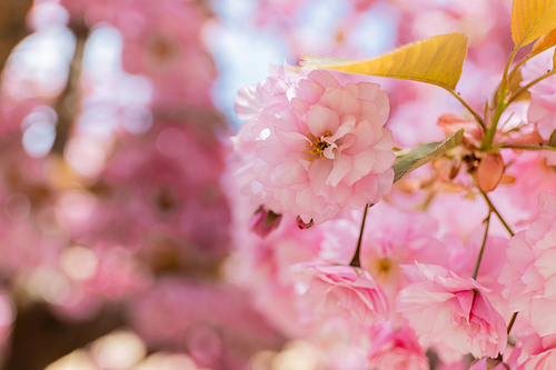 close up view of blossoming pink flowers of aromatic cherry tree
