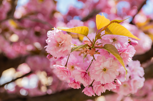 macro photo of blossoming pink flowers of aromatic cherry tree