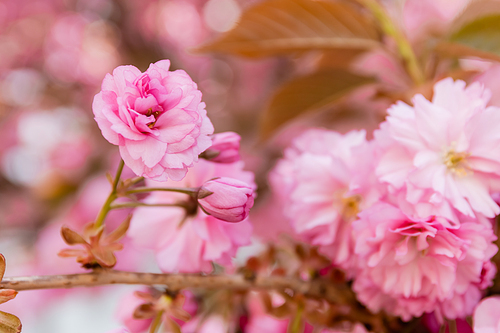 macro photo of blossoming pink flowers of aromatic cherry tree in park