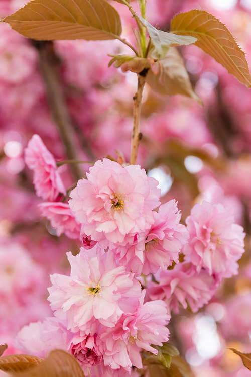 close up view of pink flowers on branches of sakura cherry tree