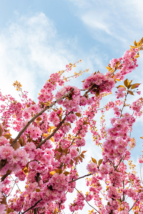 low angle view of pink flowers on branches of sakura tree