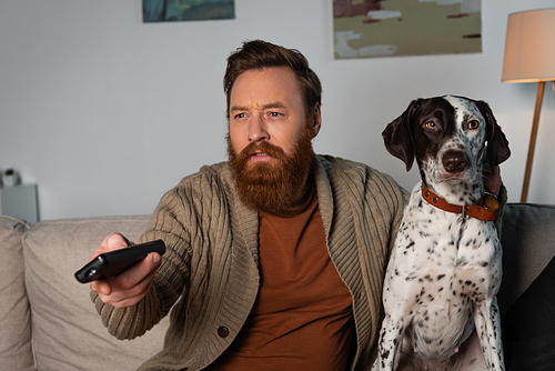 Focused bearded man watching tv near dalmatian dog at home