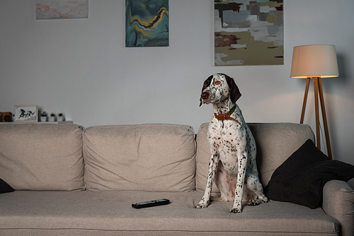 Dalmatian dog sitting near remote controller on couch