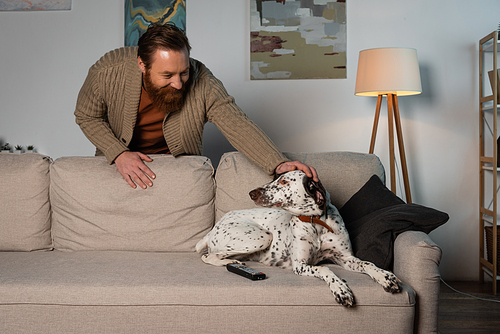 Cheerful bearded man petting dalmatian dog on couch