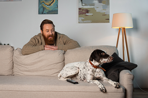 Bearded man looking at dalmatian dog lying near remote controller on couch