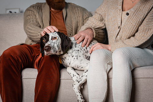 Cropped view of couple petting dalmatian dog on sofa in living room