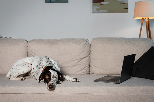Dalmatian dog lying near laptop on couch at home