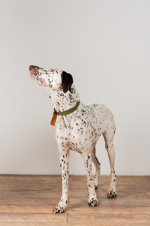 Dalmatian dog standing near white wall at home