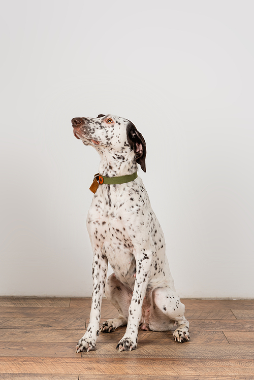 Dalmatian dog with collar sitting near white wall at home
