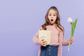 shocked girl holding gift box and tulip isolated on purple