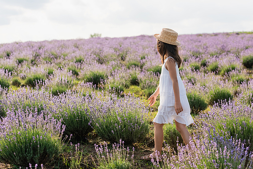 brunette girl in sun hat and summer dress walking in field with blooming lavender